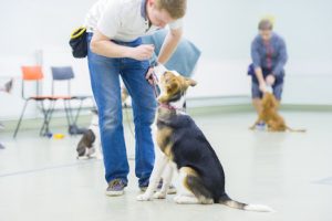 Natures Menu Puppy School Graduation Class – Picture date Wednesday 06 September, 2017 (Leeds, West Yorkshire) Photo copyright, contact for licensing. For licensed images, credit should read: Jonathan Pow/jp@jonathanpow.com