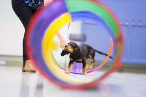 Natures Menu Puppy School Graduation Class – Picture date Wednesday 06 September, 2017 (Leeds, West Yorkshire) Photo copyright, contact for licensing. For licensed images, credit should read: Jonathan Pow/jp@jonathanpow.com