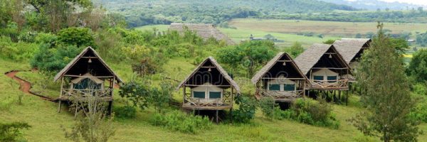 african-lodges-tents-covered-traditional-thatched-roofs-supported-wooden-poles-serve-as-tourists-east-setting-42100245