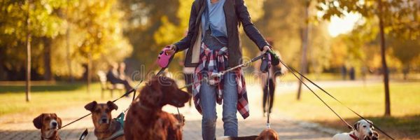 happy-dog-walker-enjoying-dogs-walking-outdoors-woman-147232820