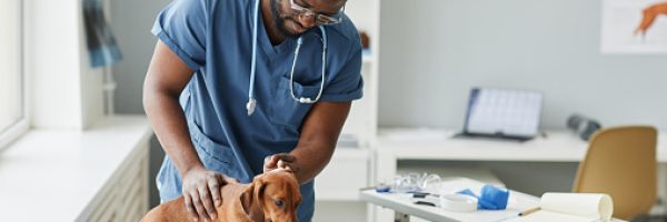 Contemporary young veterinarian of African ethnicity bending over desk while examining sick brown dachshund in animal hospital